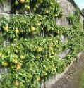 Fruit for a North Wall or Shady Spot