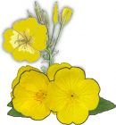Flowers , Evening Primrose - Herb ("King's cure-all")