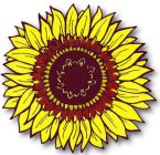 Flowers , Sunflower, 'Tiger Eye' (Dwarf Patio Bi-Colour)