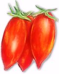 .Tomato , Sweet Casaday - Elongated Cherry Plum (new to US)