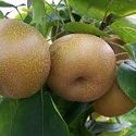 Nashi Pear , Asian Pear 'Chojuro'