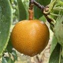 Nashi Pear , Asian Pear 'Kumoi' Maiden