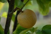Nashi Pear , Asian Pear 'Hosui'