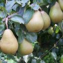 Pear, Beurre Hardy - 2 tier Espalier SPECIAL DELIVERY OR COLLECTION