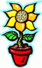 Flowers , Sunflower, 'Dwarf Sunray Yellow' (Multi-Headed)