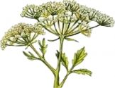 Aniseed - Aromatic Herb , Anise - umbelliferous