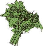 Broccoli Raab - Leaf Turnip , Cima di Rapa - Centocinquantina
