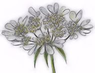 Flowers , Orlaya Grandiflora - White Lace