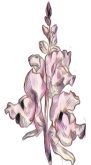 Flowers , Snapdragon or Dragon Flower (Antirrhinum)