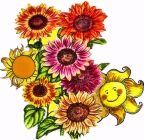 Flowers , Sunflower , 'Autumn Beauty' Mix
