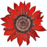 Flowers , Sunflower, 'Desire Red' Dwarf