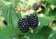 Blackberry, 'Navaho' Thornless