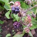 Blackberry, 'Oregon' Thornless
