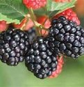 Blackberry, 'Triple Crown' Thornless